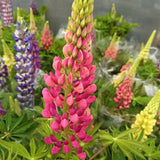 Lupinus