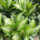 Aglaonema 'Pattaya Beauty'