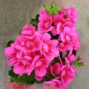 糖果天竺葵（Geranium）