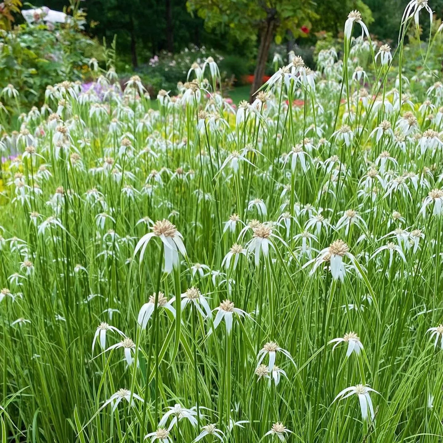 Rhynchospora Colorata