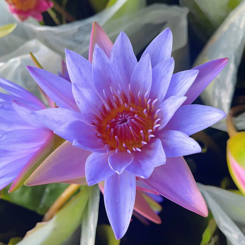 Water Lily