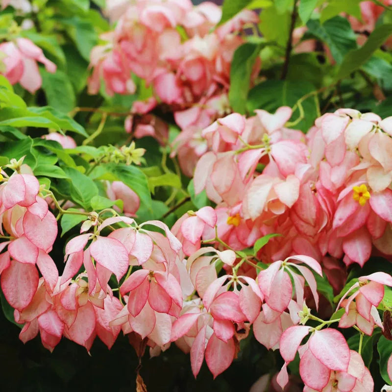 Mussaenda Philippica