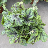 Heuchera (Coral Bells / Heuchera “Colors”)