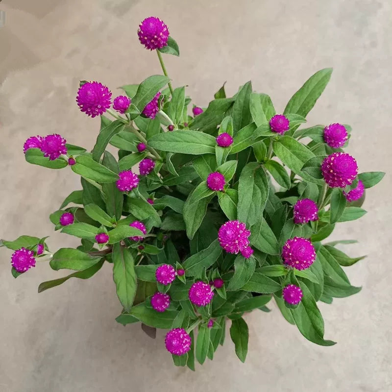 千日紅（Gomphrena globosa）