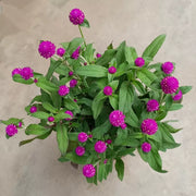 千日紅（Gomphrena globosa）