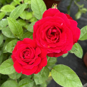 玫瑰（Rosa spp.）