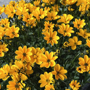木茼蒿／灌木雛菊（Euryops chrysanthemoides）