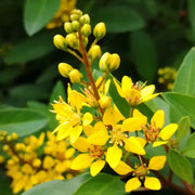 Galphimia Glauca