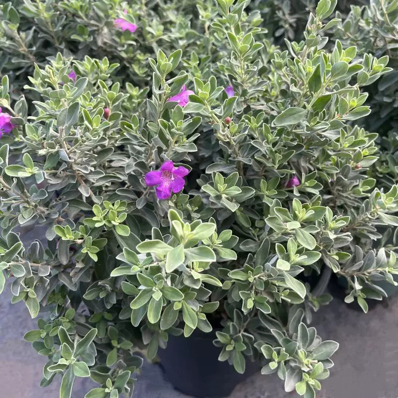 Leucophyllum frutescens (Texas Sage)