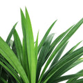 Pandan Leaf