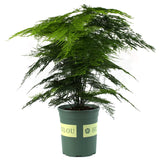 Asparagus Fern
