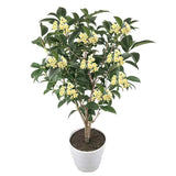 Four-season Sweet Osmanthus