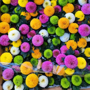 乒乓菊（Chrysanthemum morifolium）