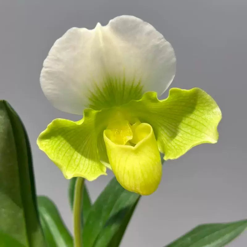 Paphiopedilum ‘Cocoa Green’