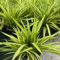 Pandanus papuanus 'Variegata'