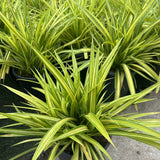 Pandanus papuanus 'Variegata'