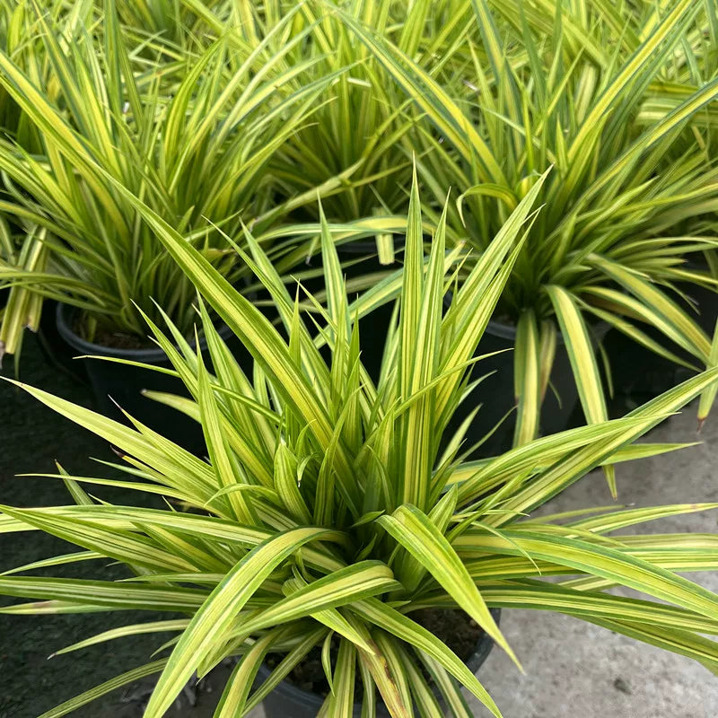Pandanus papuanus 'Variegata'
