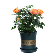 玫瑰（Rosa spp.）