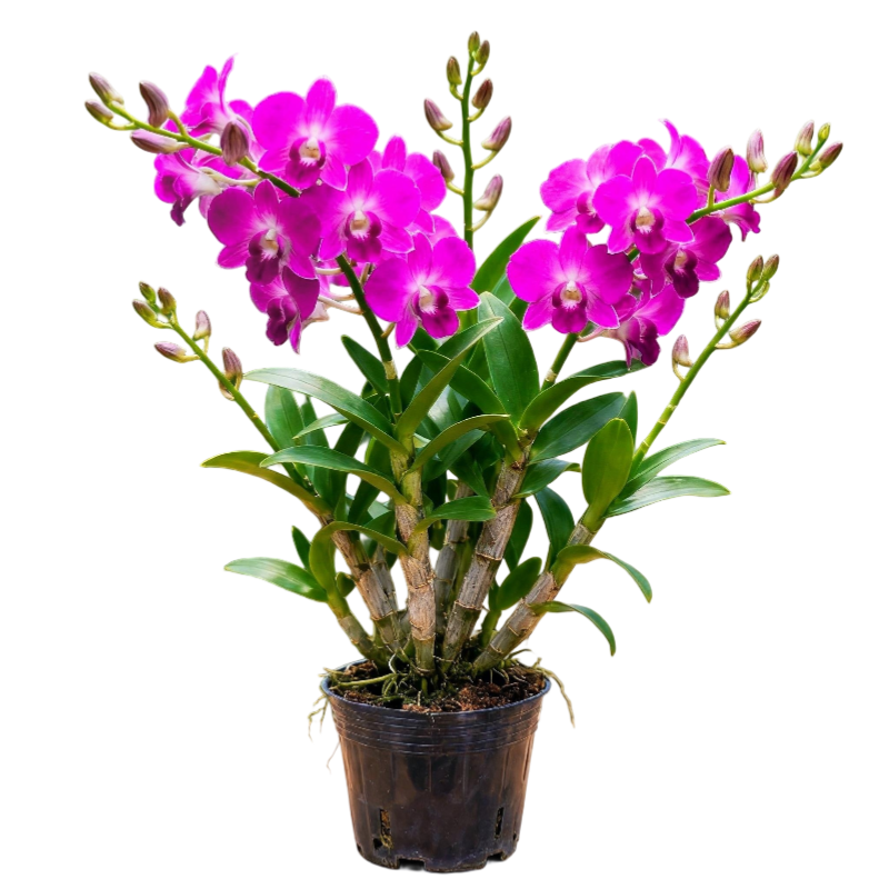Dendrobium Orchids