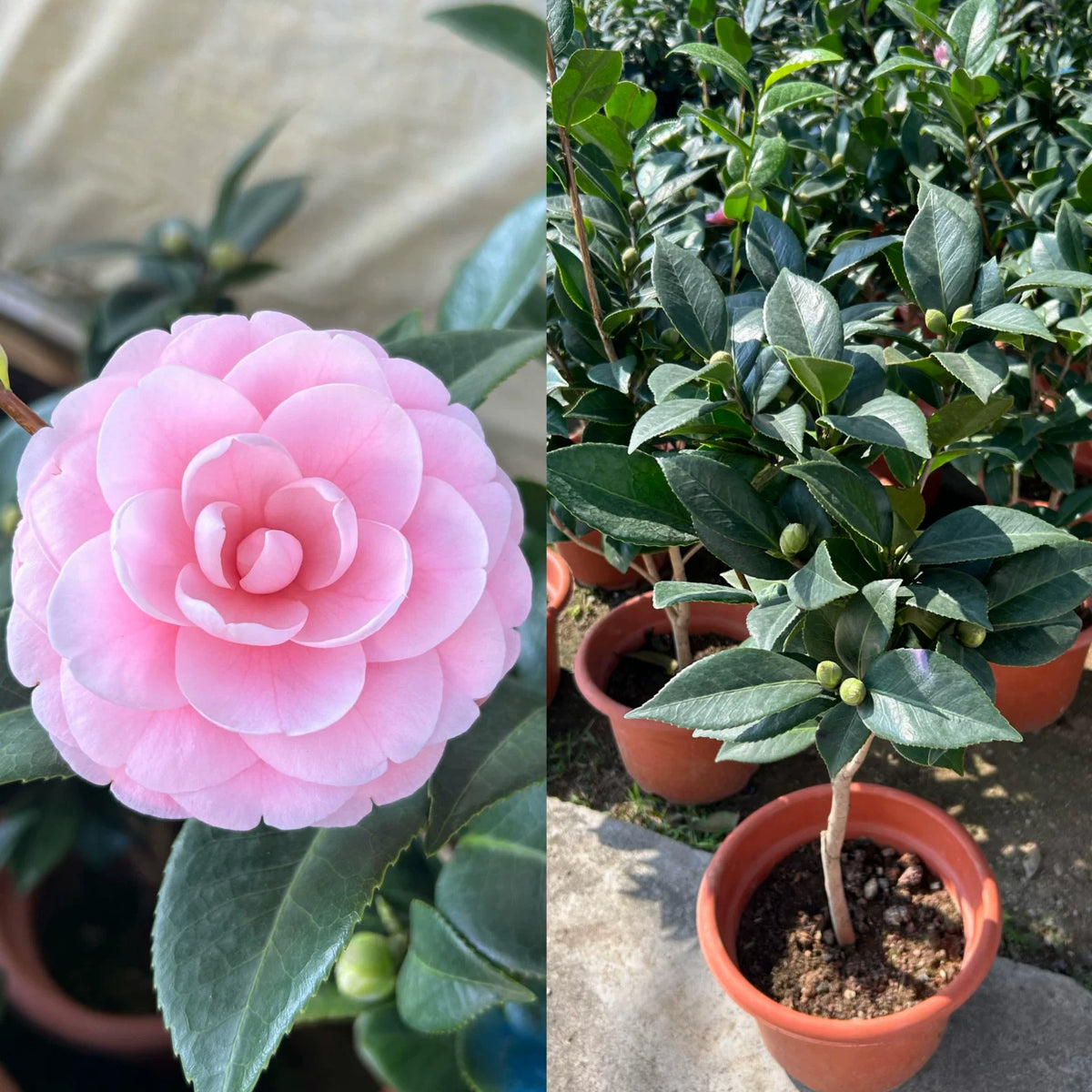 山茶花（Camellia japonica）