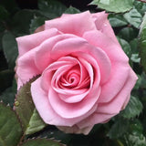 Rose-Mini