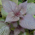 Perilla frutescens (Perilla / Shiso)
