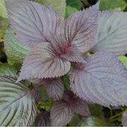 紫蘇／大葉紫蘇（Perilla frutescens）