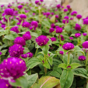 千日紅（Gomphrena globosa）