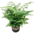 Maidenhair Fern
