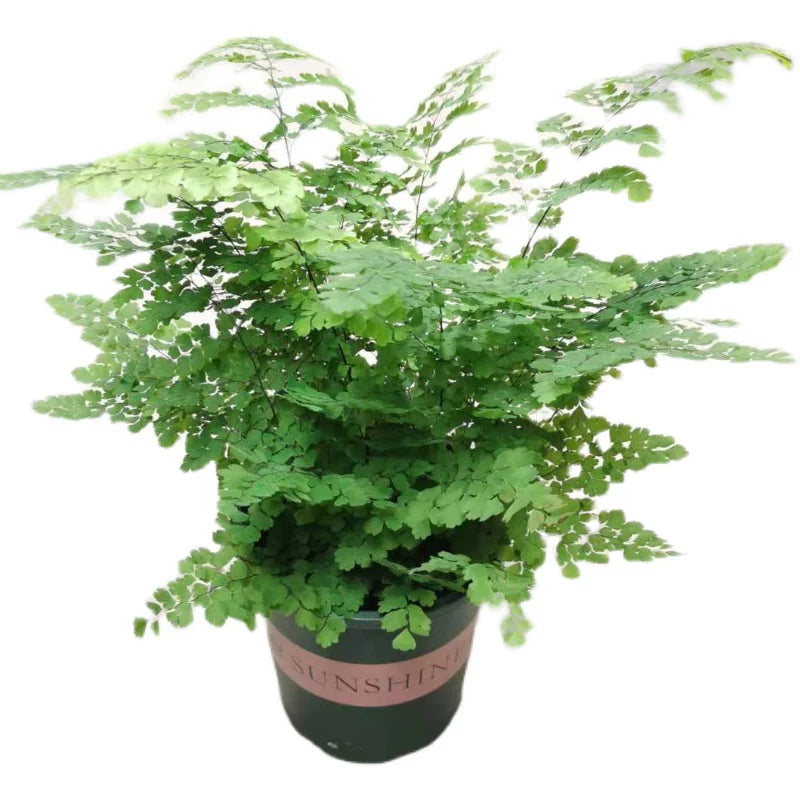 鐵線蕨（Adiantum spp.）