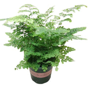 鐵線蕨（Adiantum spp.）