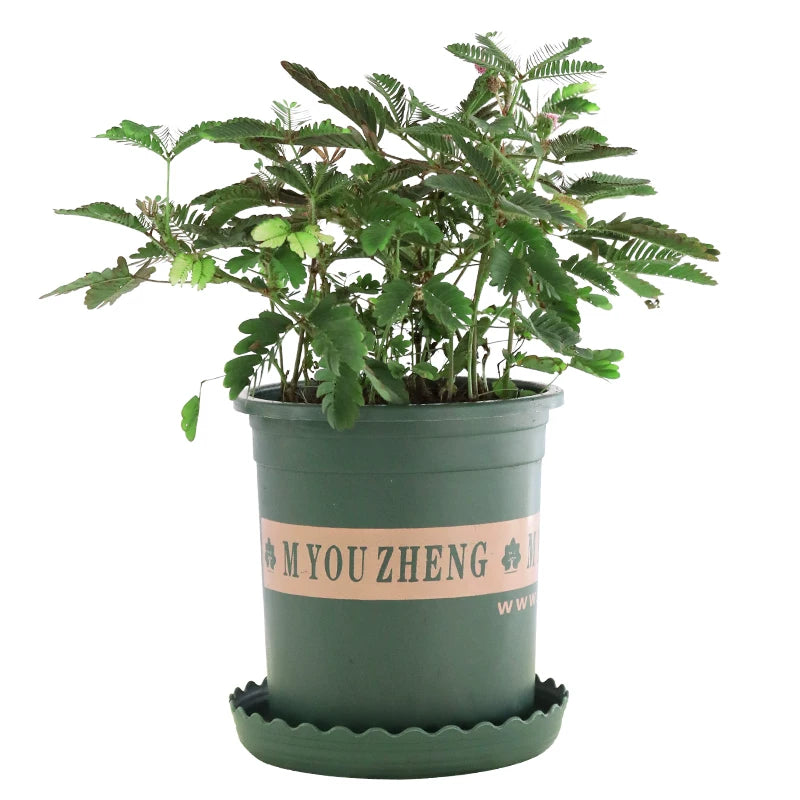 Touch‑Me‑Not (Impatiens spp.)