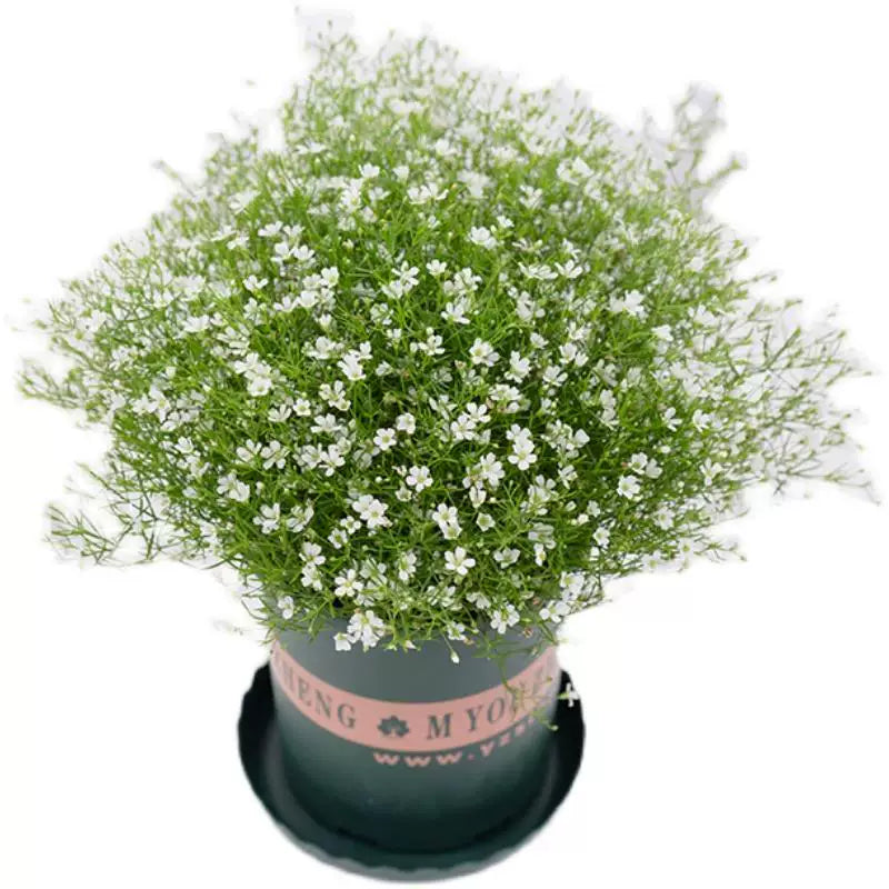 Gypsophila