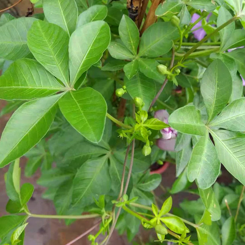 Ipomoea Cairica (Cairo Morning Glory）