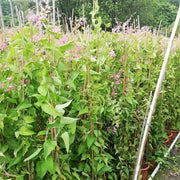 珊瑚藤（Antigonon leptopus）