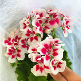 Geranium