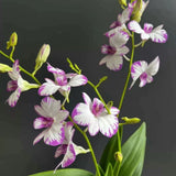 Splashed-Ink Dendrobium