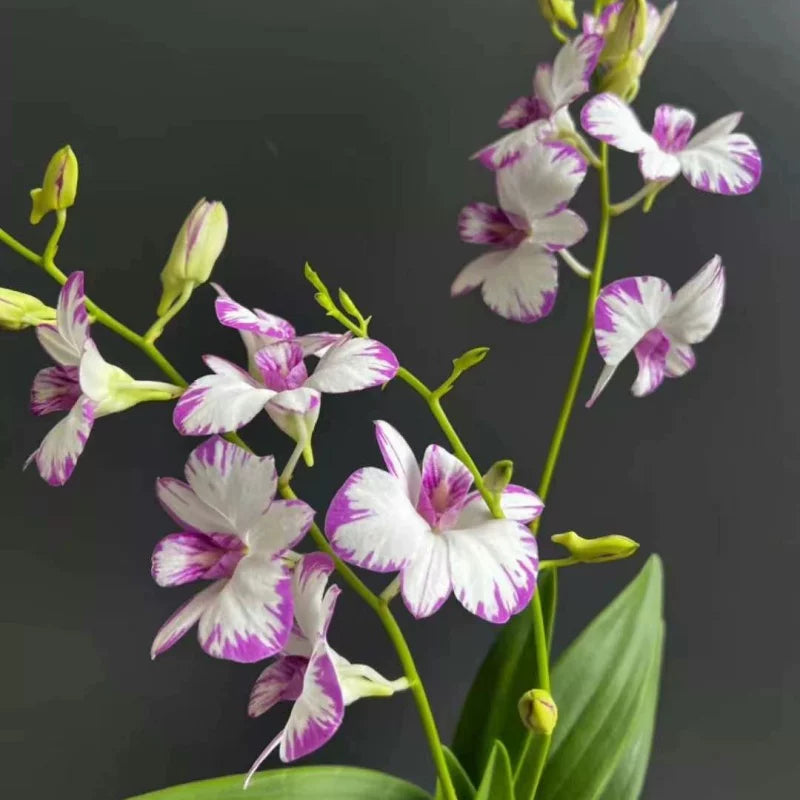 Splashed-Ink Dendrobium