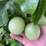 Golden Passion Fuit Tree