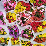 百萬小鈴「Elegans」（Calibrachoa Elegans）