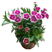 中國石竹（Dianthus chinensis）