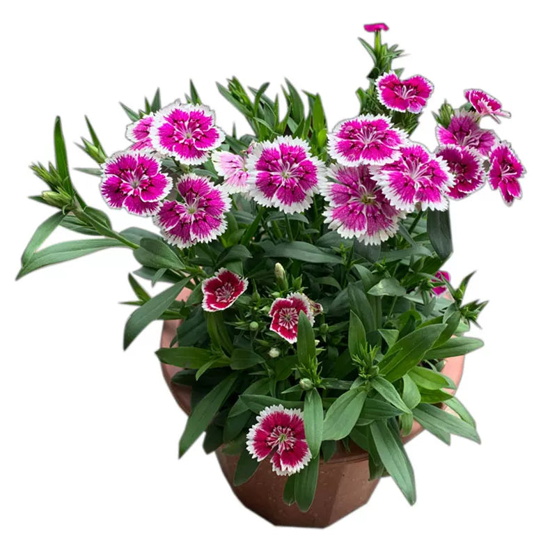 Dianthus Chinensis