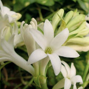 白蘭／白玉蘭（Magnolia alba）