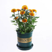 乒乓菊（Chrysanthemum morifolium）