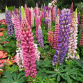 Lupinus