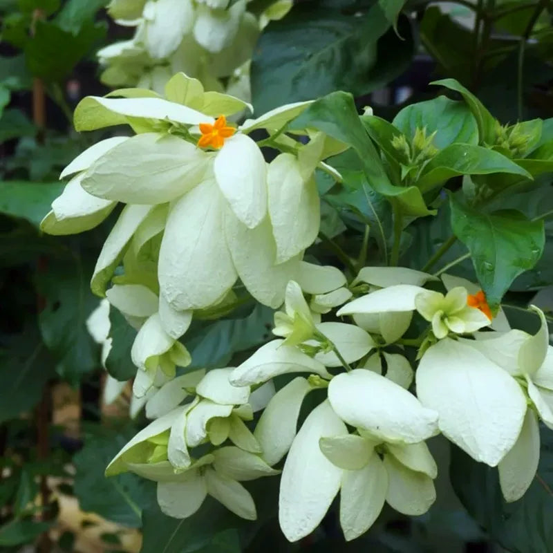 Mussaenda Philippica