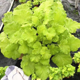 Heuchera (Coral Bells / Heuchera “Colors”)