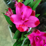 Ginger Lotus (Nelumbo nucifera)