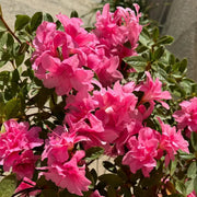Encore Azalea
