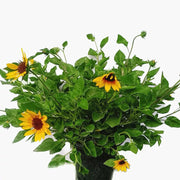 向日葵（Helianthus annuus）